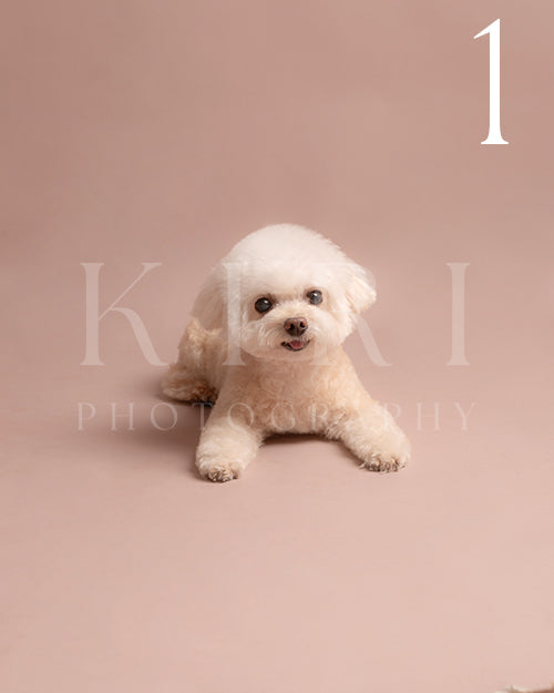 Sunkiss's Kiri Pawtrait