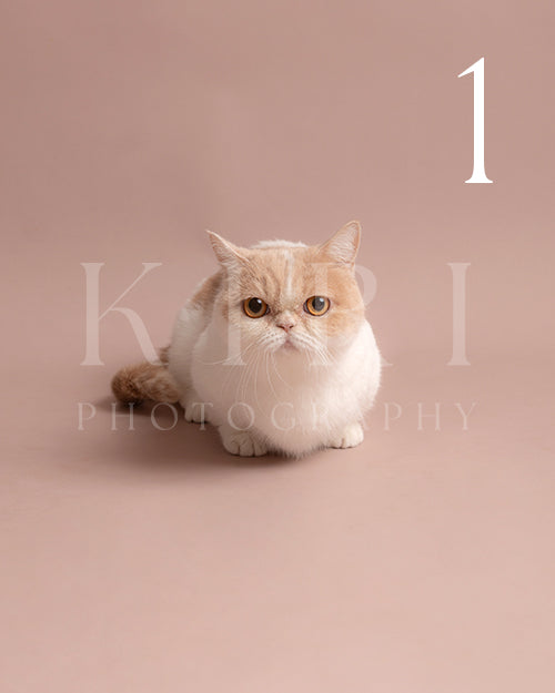 MiuMiu's Kiri Pawtrait