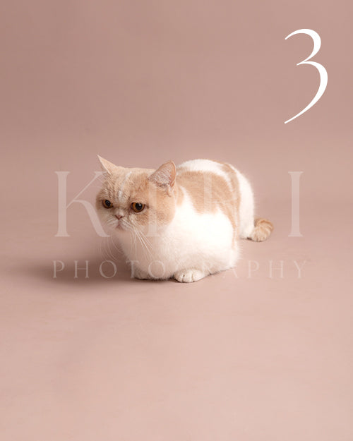 MiuMiu's Kiri Pawtrait
