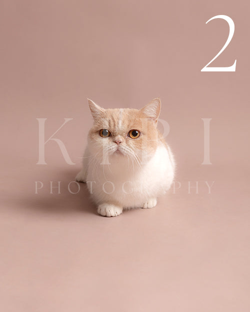 MiuMiu's Kiri Pawtrait