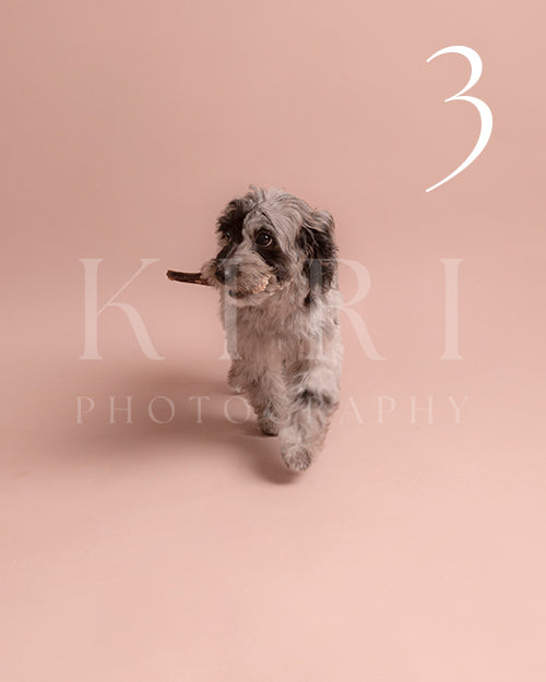 Patches's Kiri Pawtrait
