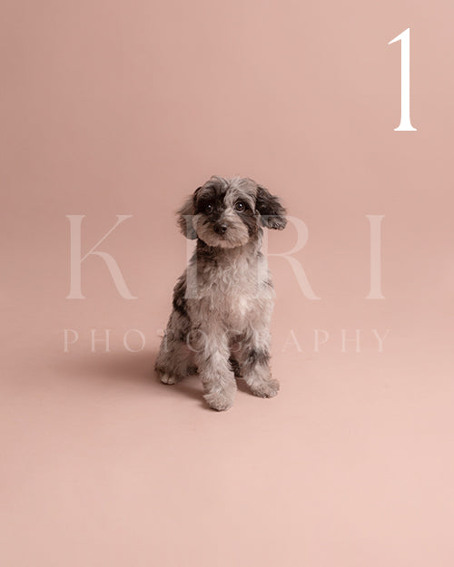 Patches's Kiri Pawtrait