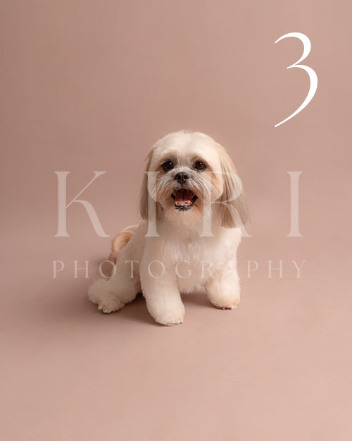 Lola's Kiri Pawtrait
