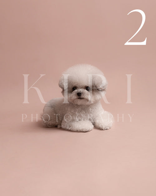 Dustie's Kiri Pawtrait