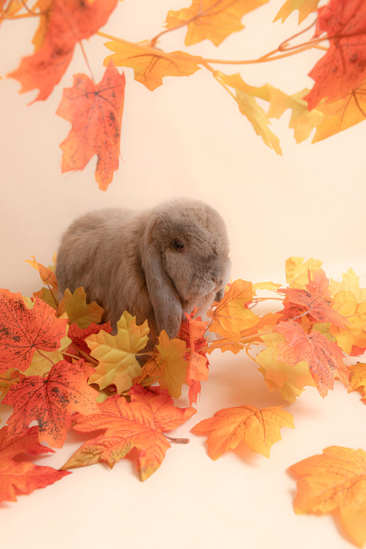 Autumn Seasons