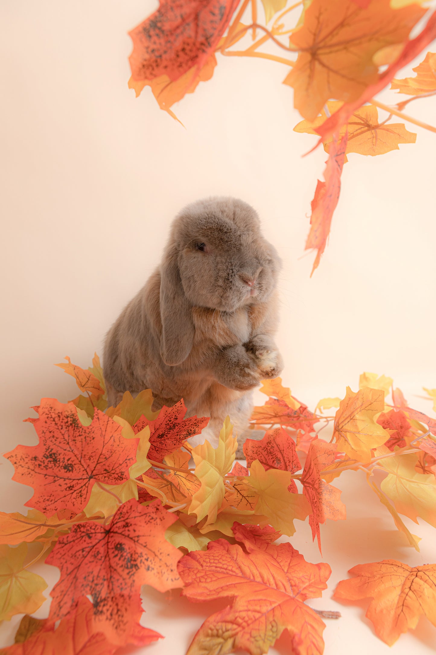 Autumn Seasons