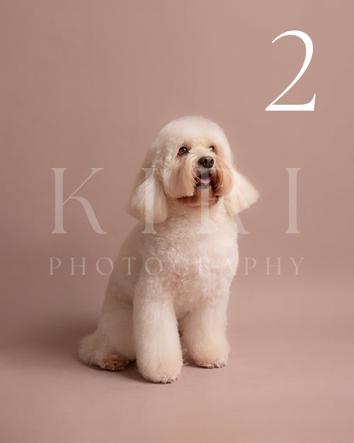 Winston's Kiri Pawtrait
