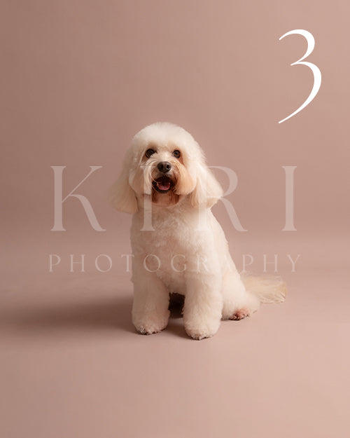 Winston's Kiri Pawtrait